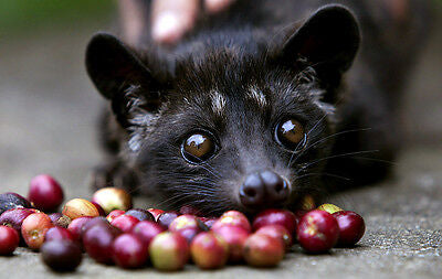 What Is Civet Coffee? Kopi luwak Explained