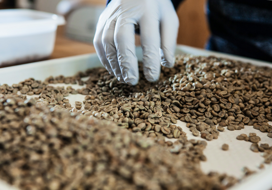 What Does Speciality Grade Coffee Mean? A Guide to Coffee Excellence